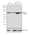 Heat Shock Protein Family A (Hsp70) Member 6 antibody, PA5-31480, Invitrogen Antibodies, Western Blot image 