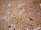 Visinin Like 1 antibody, LS-C175747, Lifespan Biosciences, Immunohistochemistry paraffin image 