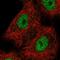 HNF1 Homeobox B antibody, NBP2-30678, Novus Biologicals, Immunocytochemistry image 