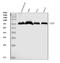 CD55 Molecule (Cromer Blood Group) antibody, M00910-4, Boster Biological Technology, Western Blot image 