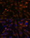 Succinate-CoA Ligase GDP-Forming Beta Subunit antibody, 23-768, ProSci, Immunofluorescence image 