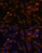 GTP-specific succinyl-CoA synthetase subunit beta antibody, 23-768, ProSci, Immunofluorescence image 