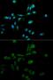 Sirtuin 7 antibody, GTX54695, GeneTex, Immunofluorescence image 