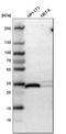 FHL-2 antibody, HPA006028, Atlas Antibodies, Western Blot image 