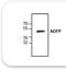 Perilipin 2 antibody, MBS6005517, MyBioSource, Western Blot image 