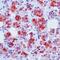 Growth Hormone 1 antibody, MA5-11926, Invitrogen Antibodies, Immunohistochemistry frozen image 