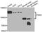 PMS1 Homolog 2, Mismatch Repair System Component antibody, STJ29027, St John