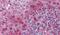 PYD And CARD Domain Containing antibody, PA1-9010, Invitrogen Antibodies, Immunohistochemistry paraffin image 
