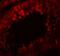 Cysteine Rich Secretory Protein 2 antibody, NBP1-76277, Novus Biologicals, Immunofluorescence image 