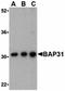 B Cell Receptor Associated Protein 31 antibody, orb74680, Biorbyt, Western Blot image 