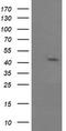 Mitogen-Activated Protein Kinase 9 antibody, CF505911, Origene, Western Blot image 