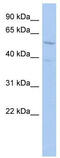 REST Corepressor 1 antibody, TA335600, Origene, Western Blot image 