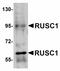 RUN And SH3 Domain Containing 1 antibody, LS-C108597, Lifespan Biosciences, Western Blot image 
