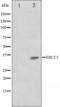 ERCC Excision Repair 1, Endonuclease Non-Catalytic Subunit antibody, orb224457, Biorbyt, Western Blot image 