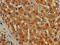 Iron-Sulfur Cluster Assembly 1 antibody, abx301859, Abbexa, Immunohistochemistry paraffin image 