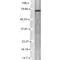 Potassium Voltage-Gated Channel Subfamily Q Member 4 antibody, MA5-27653, Invitrogen Antibodies, Western Blot image 