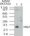 Transmembrane P24 Trafficking Protein 4 antibody, NB100-56393, Novus Biologicals, Western Blot image 