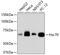 Heat Shock Protein Family A (Hsp70) Member 8 antibody, 13-851, ProSci, Western Blot image 