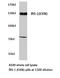 Insulin Receptor Substrate 1 antibody, LS-C177642, Lifespan Biosciences, Western Blot image 