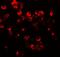 C-X-C Motif Chemokine Receptor 3 antibody, A00295, Boster Biological Technology, Immunofluorescence image 