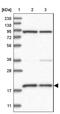 Mitochondrial Ribosomal Protein S18A antibody, NBP1-83849, Novus Biologicals, Western Blot image 