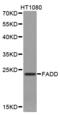 Fas Associated Via Death Domain antibody, LS-C331099, Lifespan Biosciences, Western Blot image 