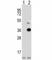 Angiopoietin Like 7 antibody, F42352-0.4ML, NSJ Bioreagents, Western Blot image 