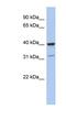 Thrombopoietin antibody, NBP1-59293, Novus Biologicals, Western Blot image 