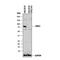 G Protein-Coupled Receptor Kinase 2 antibody, AF4339, R&D Systems, Western Blot image 