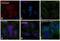 Calnexin antibody, PA5-19169, Invitrogen Antibodies, Immunofluorescence image 