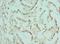 Activating Transcription Factor 1 antibody, LS-C375280, Lifespan Biosciences, Immunohistochemistry frozen image 