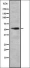 G Protein-Coupled Receptor 27 antibody, orb335545, Biorbyt, Western Blot image 