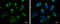 Heat Shock Protein 90 Beta Family Member 1 antibody, GTX103232, GeneTex, Immunocytochemistry image 