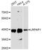 LDL Receptor Related Protein Associated Protein 1 antibody, A13026, ABclonal Technology, Western Blot image 