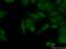 Fidgetin Like 1 antibody, 17604-1-AP, Proteintech Group, Immunofluorescence image 
