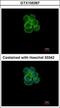 Solute Carrier Family 5 Member 1 antibody, GTX105367, GeneTex, Immunofluorescence image 