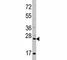 CD8 antibody, F43565-0.4ML, NSJ Bioreagents, Western Blot image 