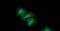 HIV-1 Tat Interactive Protein 2 antibody, GTX57690, GeneTex, Immunofluorescence image 
