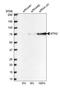 Metastasis Associated 1 Family Member 2 antibody, HPA006214, Atlas Antibodies, Western Blot image 