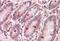 G Protein Subunit Alpha Transducin 3 antibody, orb19987, Biorbyt, Immunohistochemistry paraffin image 
