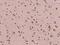 DPY30 Domain Containing 1 antibody, 202577-T08, Sino Biological, Immunohistochemistry frozen image 