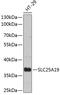 Solute Carrier Family 25 Member 19 antibody, 14-382, ProSci, Western Blot image 