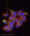 Potassium Voltage-Gated Channel Subfamily J Member 2 antibody, ab65796, Abcam, Immunofluorescence image 