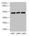 Beta-1,3-Gn-T1 antibody, LS-C375293, Lifespan Biosciences, Western Blot image 