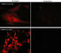 Dihydropyrimidinase Like 2 antibody, CP2251, ECM Biosciences, Immunocytochemistry image 