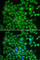 Dystrobrevin Binding Protein 1 antibody, A1632, ABclonal Technology, Immunofluorescence image 