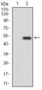 CD6 Molecule antibody, MA5-17047, Invitrogen Antibodies, Western Blot image 