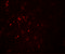 POU Class 3 Homeobox 2 antibody, 7085, ProSci, Immunofluorescence image 