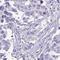 Olfactory Receptor Family 51 Subfamily B Member 5 antibody, HPA063124, Atlas Antibodies, Immunohistochemistry frozen image 