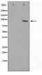 Zinc Finger Protein 337 antibody, TA347673, Origene, Western Blot image 